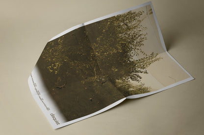 The Necks - Disquiet